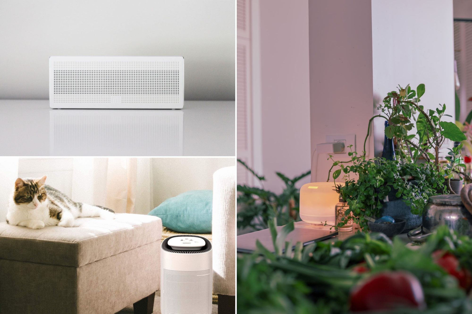 The Best 4 Air Purifier and Dehumidifier Combos for Your Home